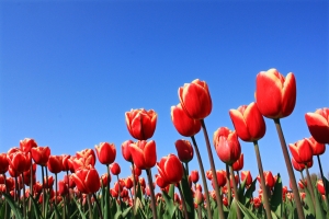 Holandia - tulipany